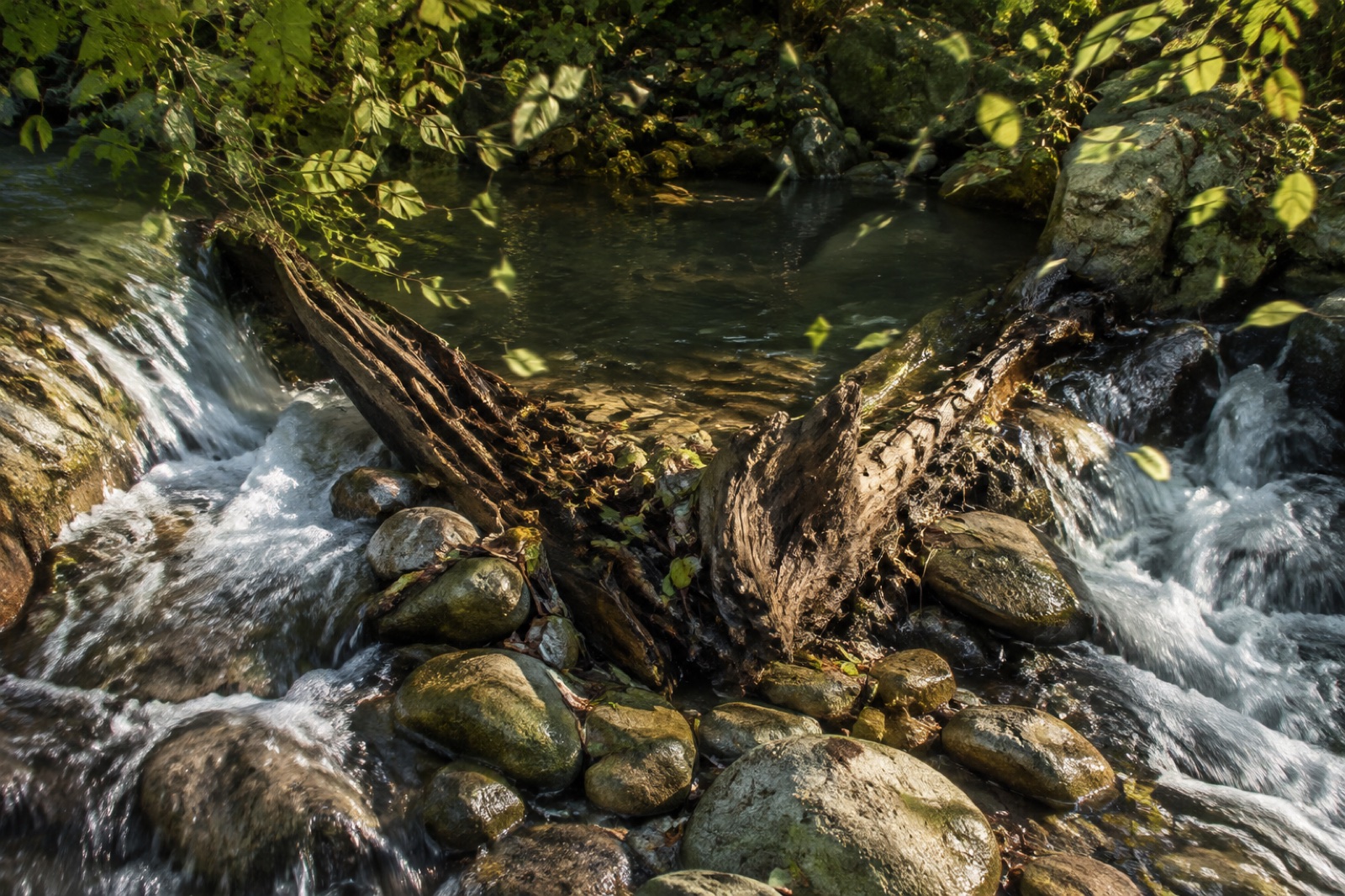 Two streams converge among stones and wind-swept branches.
