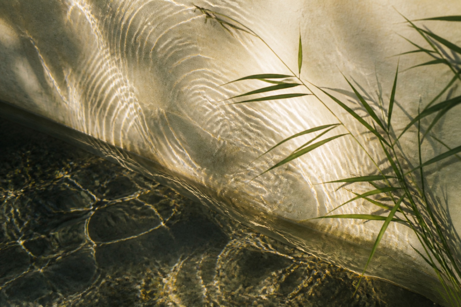 Editorial image for Bioenergetic Balancing: moving water reflections and wind-swept reeds across a mineral wall.